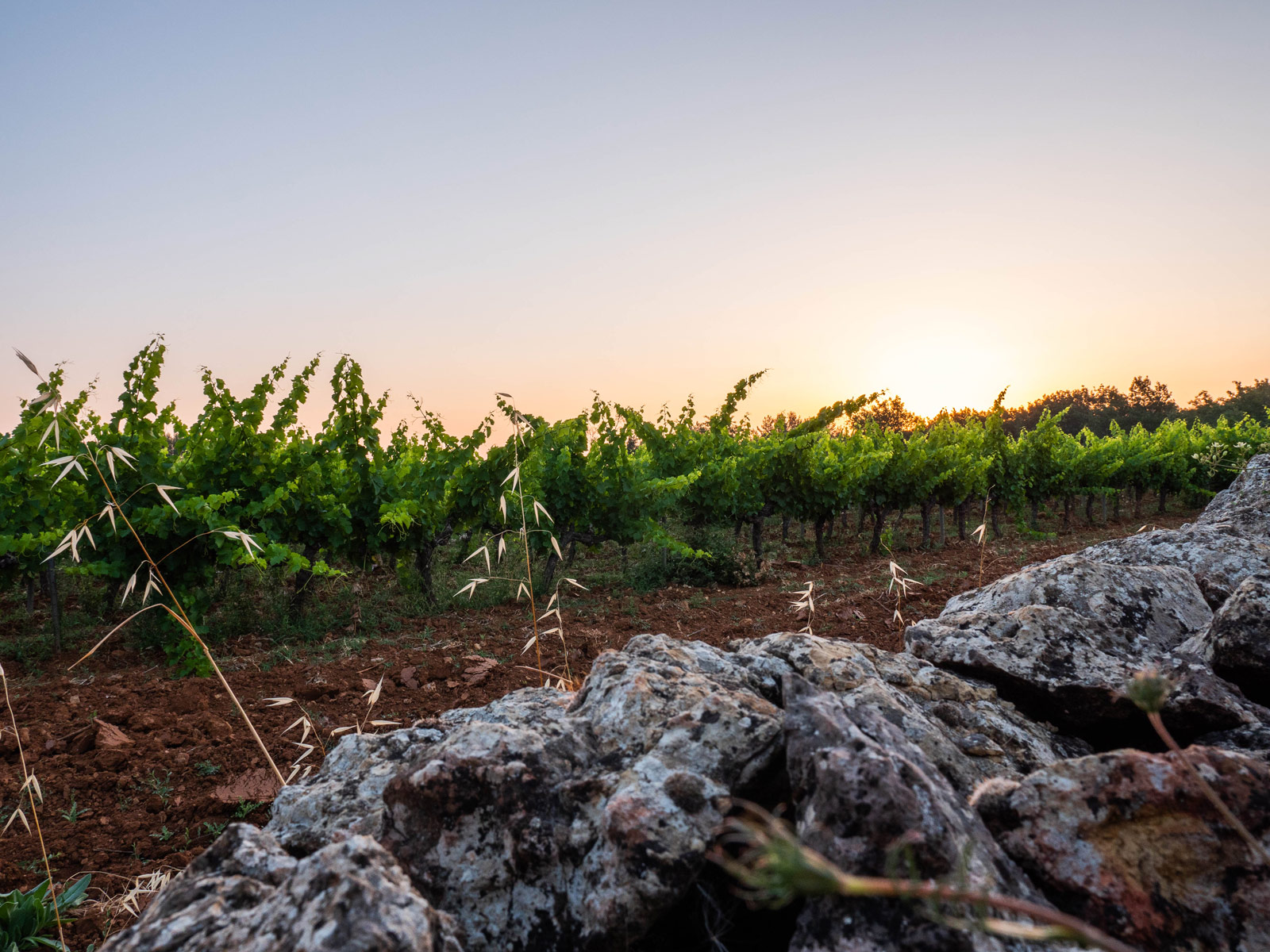 vignes
